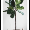 Quadro Ficus Lyrata decorativos