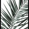 Quadro Folha De Palmeira decorativos