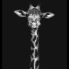 Quadro Girafa Black decorativos
